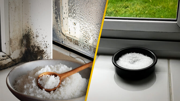 Combatting the ‘Silent Killer’ at Home: How a Simple Bowl of Salt Can Help Prevent Mould Growth