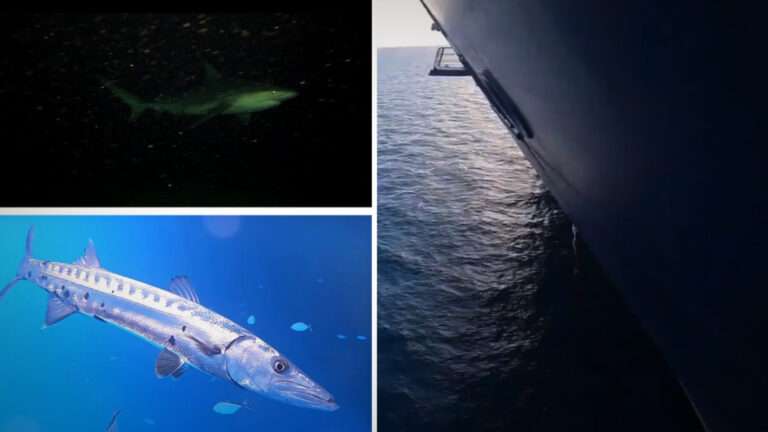 A Cruise Ship GoPro Drop Into the Ocean Leaves Millions Terrified