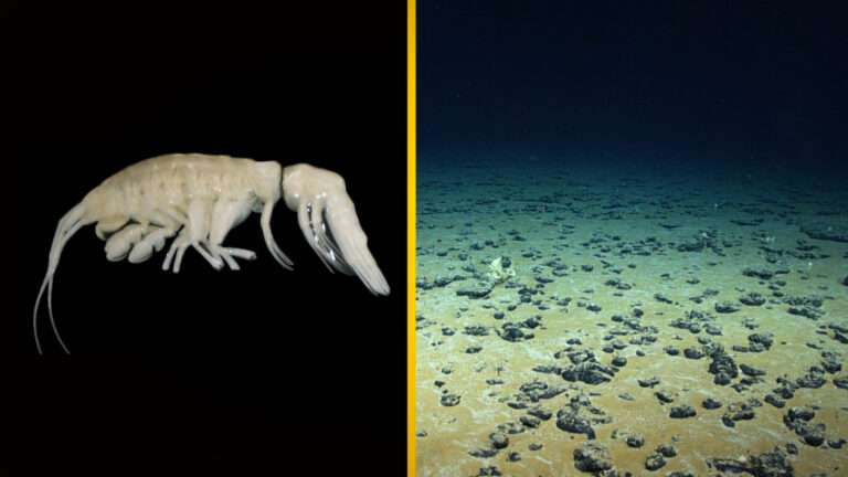 A Terrifying Alien-like Creature Discovered 25,925 Feet Below the Ocean’s Surface