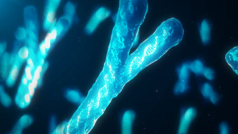 “The Disappearing Y Chromosome: Could Humans Evolve into Multiple Species?”