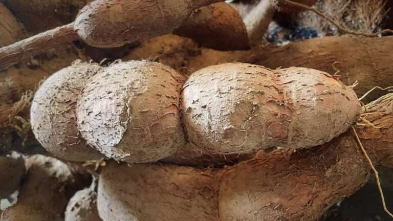 The World’s Deadliest Food: Cassava and Its Deadly Potential for 500 Million People