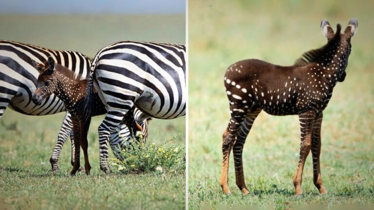 Rare Polka-Dotted Zebra Foal Spotted in Kenya