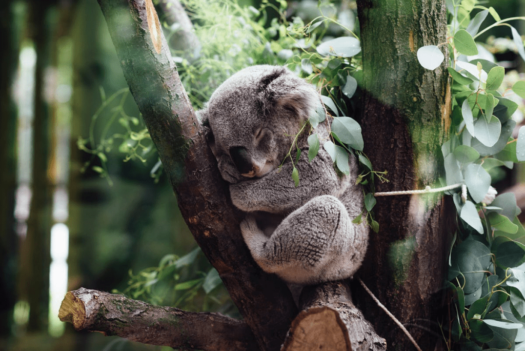 Koalas