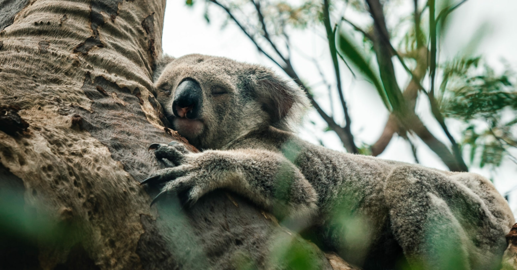  “Drunk” Marsupial