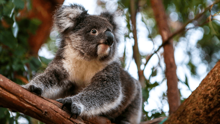 koalas 